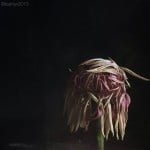 iphoneography, iphone photos, iphone art, faved