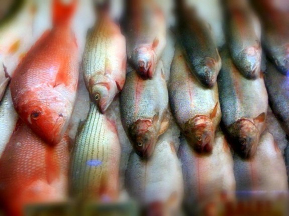 "Fish Market" 10/12/09. Shot with an iPhone 2G.