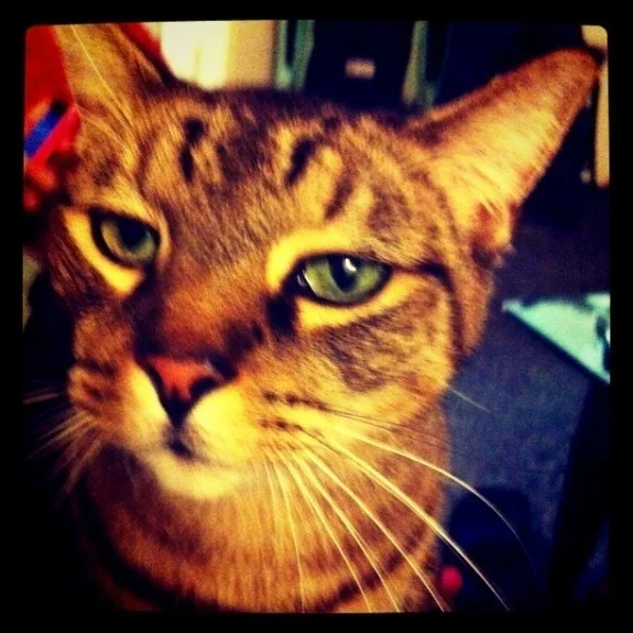 Instagram, iphone photo, iphoneography