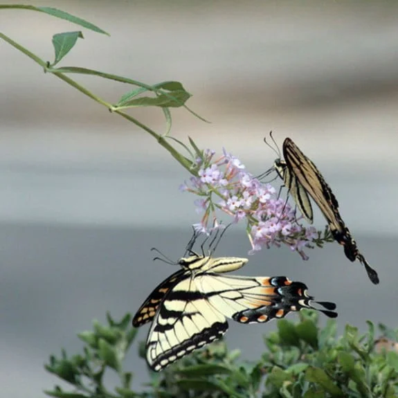 This image sold on Foap while the site was still in beta