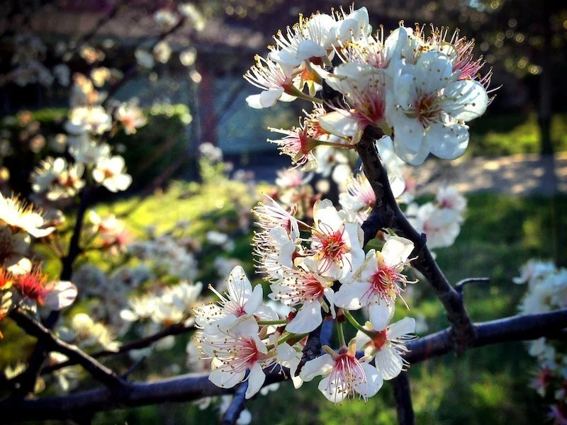 Creating High Resolution Images on iPhone, by Sid Peña