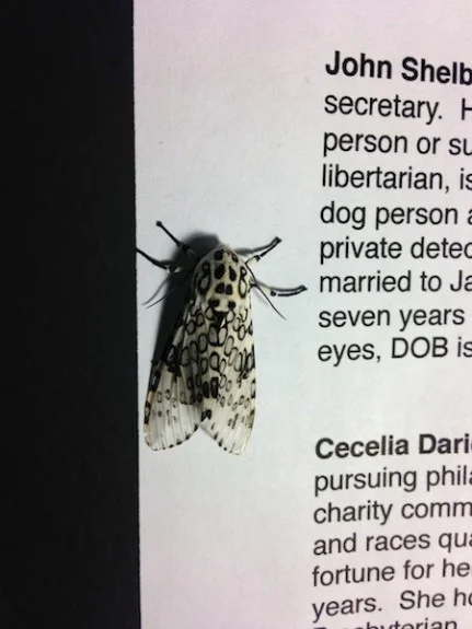 ClearCam, high res, iphone, resize photo, mobile photo, rez up