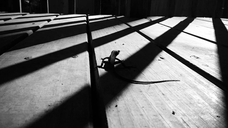 black & white iPhoneography by Sid Peña