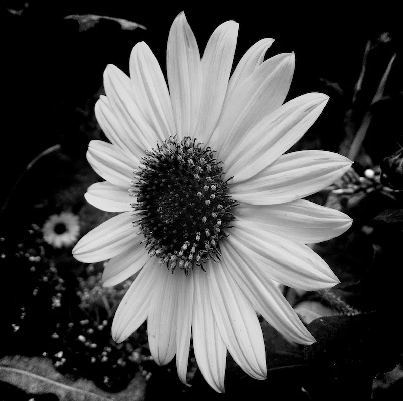 Wild Sunflower by Sid Peña processed with Lo-Mob